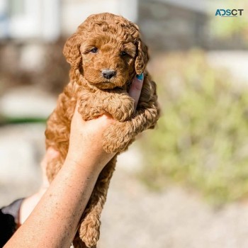 Golden Doodle puppies for sale