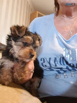  adorable teacup yorkie