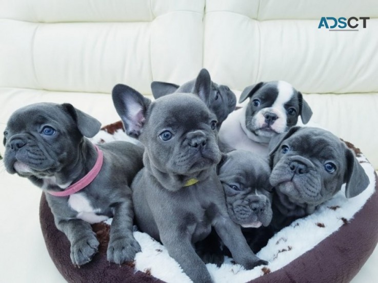 French Bulldog Puppies For sale