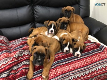  Gorgeous Boxer puppies 