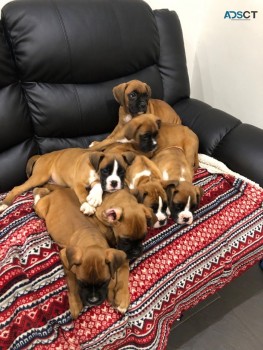  Gorgeous Boxer puppies 