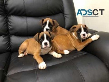  Gorgeous Boxer puppies 