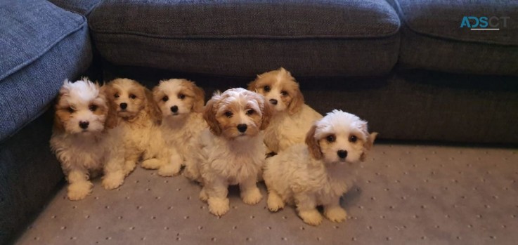 Cavachon Puppies for sale