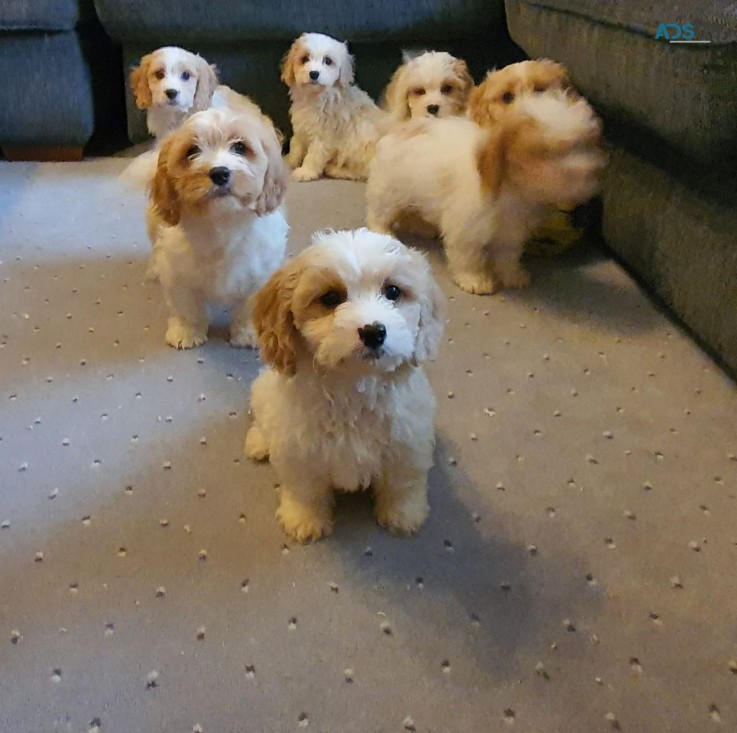 Cavachon Puppies for sale