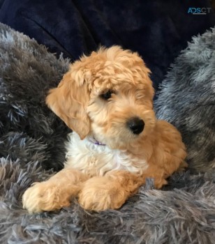 Adorable Labradoodle Puppies