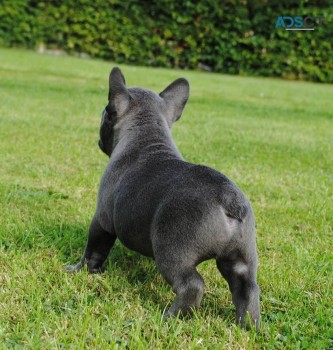 Excellent French Bulldog