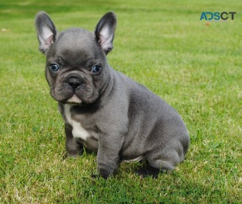 Excellent French Bulldog