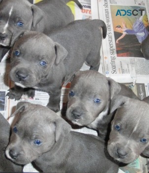 Blue Staffordshire Bull Terrier