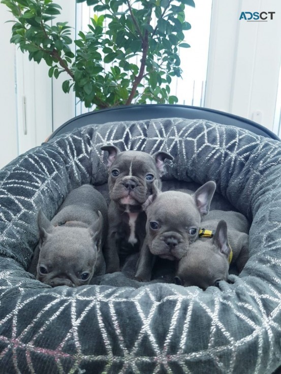 Blue French Bulldog Puppies 