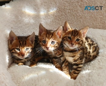 Bengal kittens 