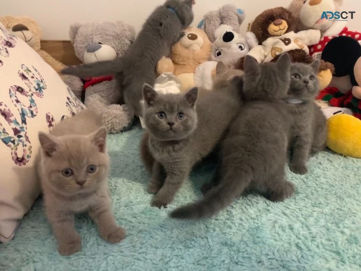 British Shorthair  kittens 