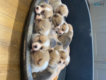 Welsh Corgi Puppies Males & Females