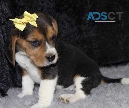 Beautiful Beagle Puppies For Sale