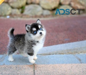 blue eyes Pomsky puppies