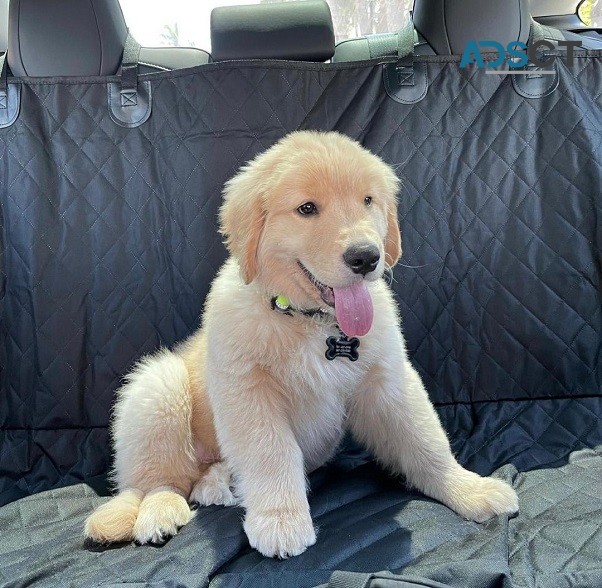 fluffu golden retriever pups