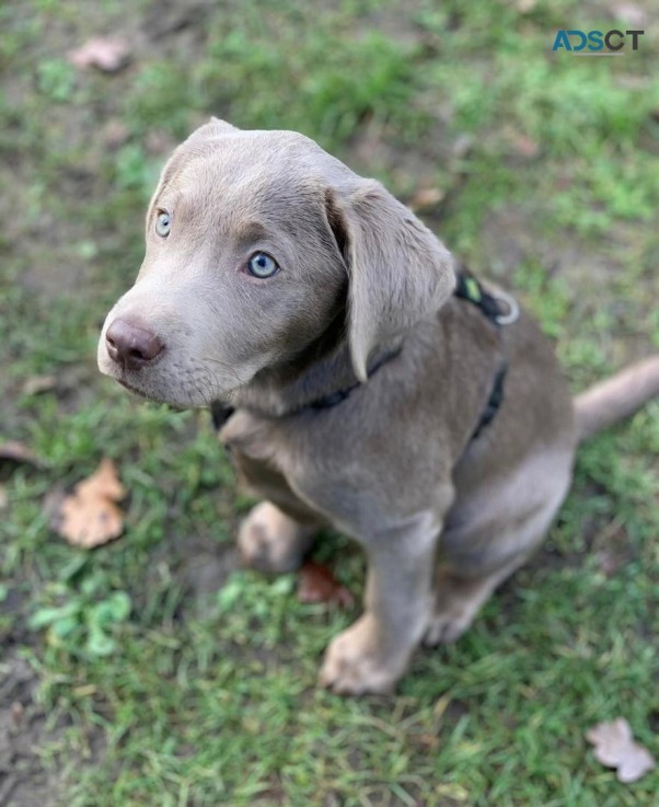 labrador retriever puppies to go