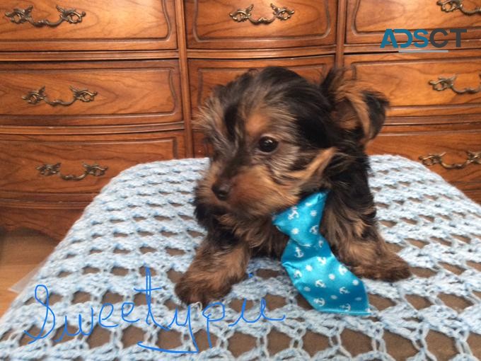 Yorkshire Terrier puppies for sale