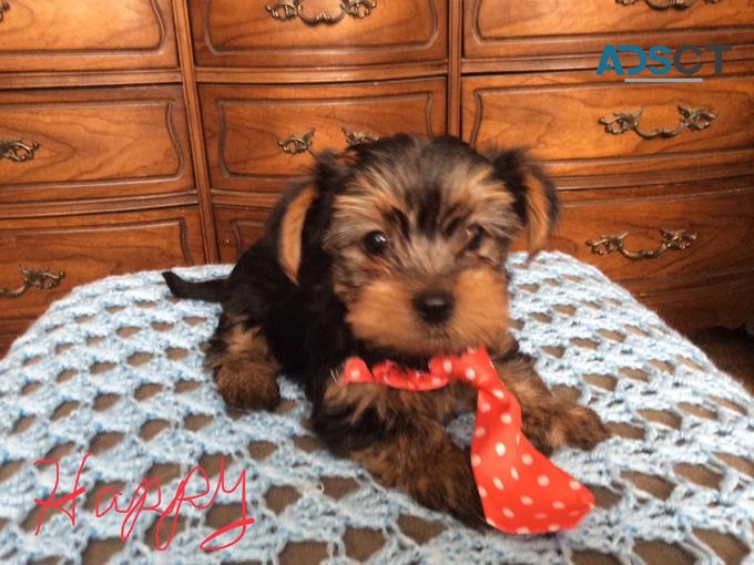 Yorkshire Terrier puppies for sale