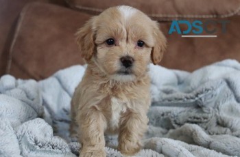 Maltipoo puppies for  sale