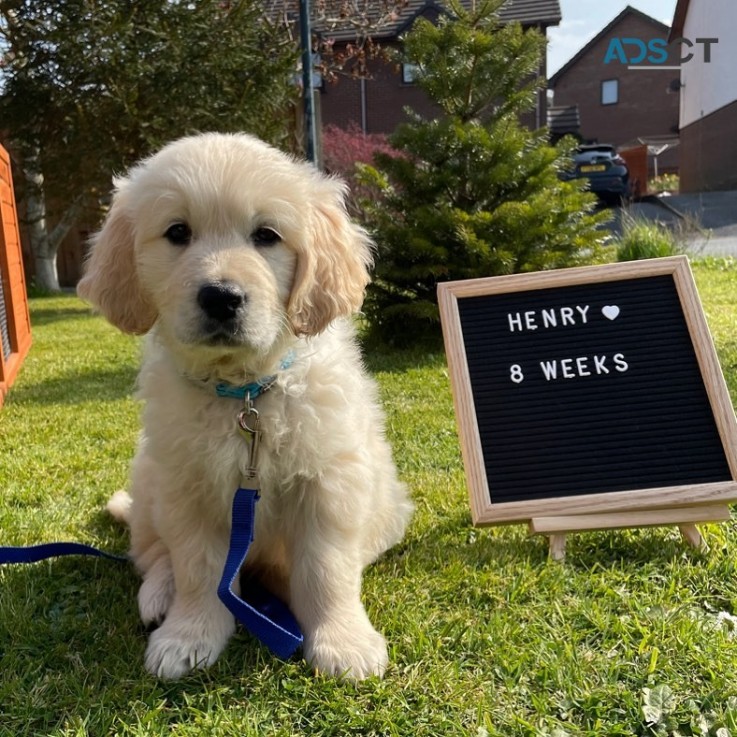 cute little golden retriever pups