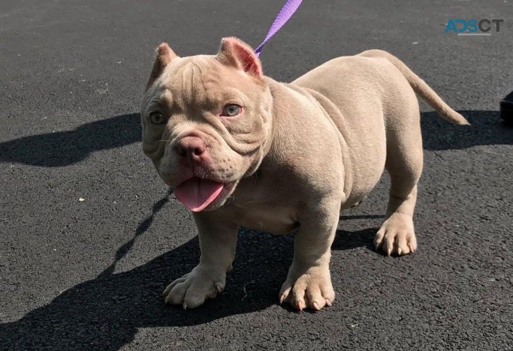 quality American bully