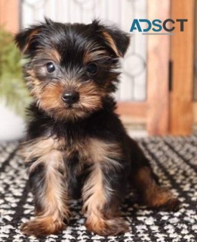 Yorkie puppies for sale