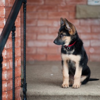 Trained German Shepherd puppies 