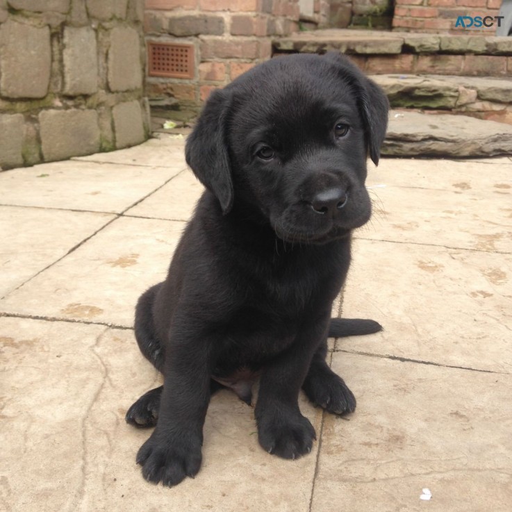 ;iter of labrador puppies ready for new 