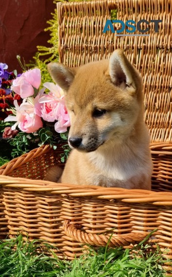 Japanese Shiba Inu Pups