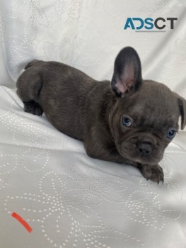 French Bulldog Puppies