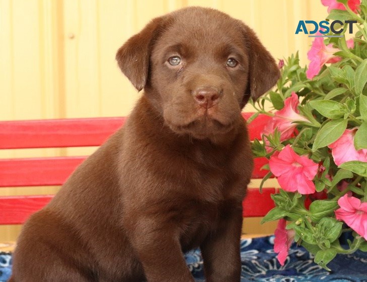 Labrador Retriever for  sale