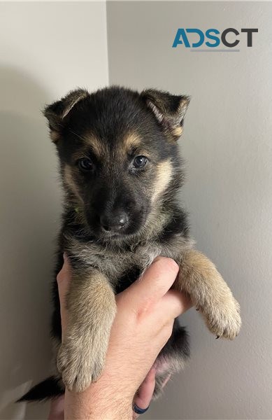 German Shepherd Puppies