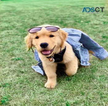 swagger golden retriever puppies