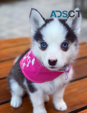 blue eyes trained Pomsky puppies