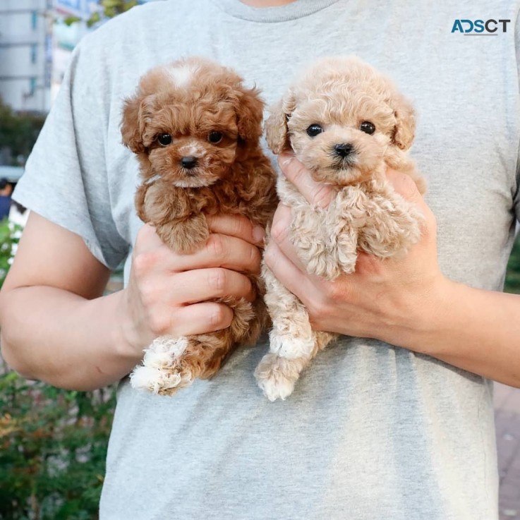 Toy poodle puppies