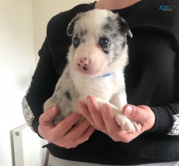  Border Collie Pups