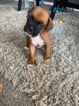 Boxer  puppies 