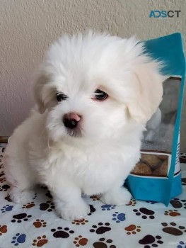 Gorgeous Maltese Puppies