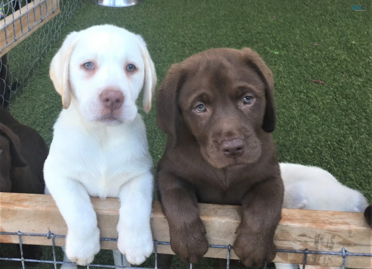 Healthy labrador retriever puppies