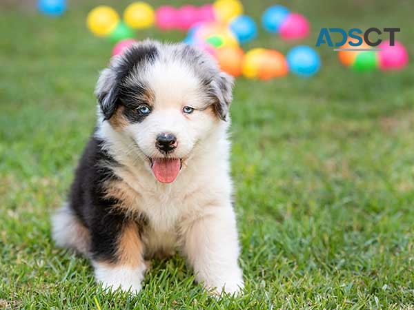 Australian shepherd puppies