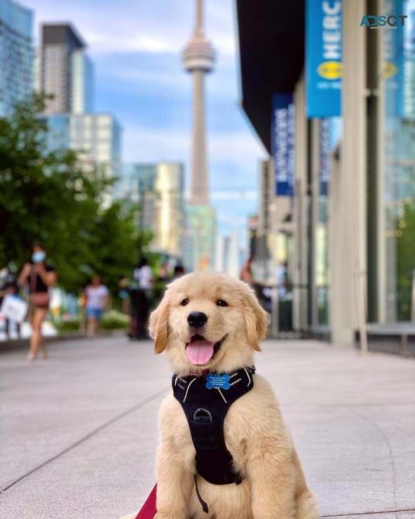 joy given golden retriever puppies