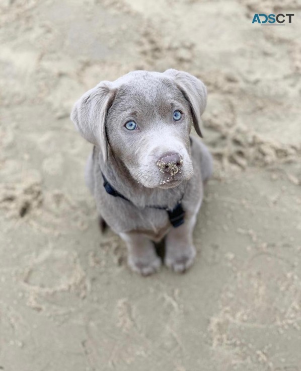 labrador male and female baies ready