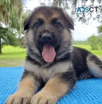 German Shepherd Puppies