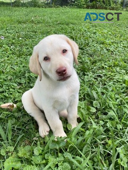 Labrador Pups