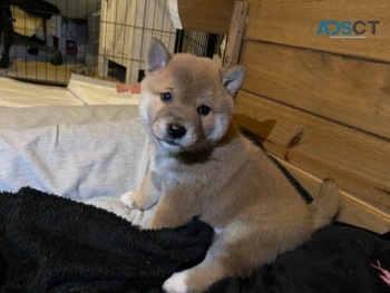 Japanese Shiba Inu Pups