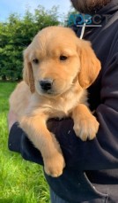 Golden Retriever Puppies