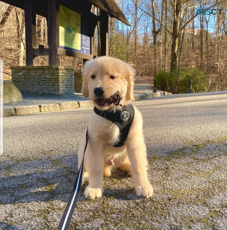 friendly golden retriever puppies