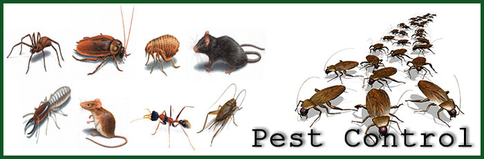 Pest Control Paradise Point