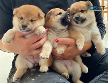  Japanese Shiba Inu Pups