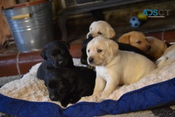 Labrador Pups